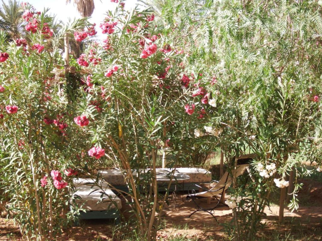 Bed and Breakfast Dar Paru M'Hamid Esterno foto