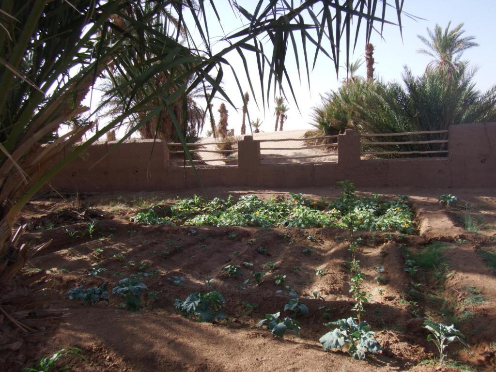 Bed and Breakfast Dar Paru M'Hamid Esterno foto